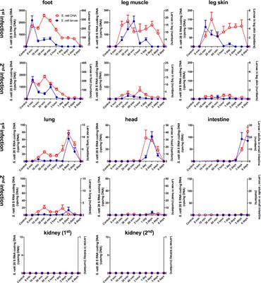 Eosinophils and Neutrophils Eliminate Migrating Strongyloides ratti Larvae at the Site of Infection in the Context of Extracellular DNA Trap Formation